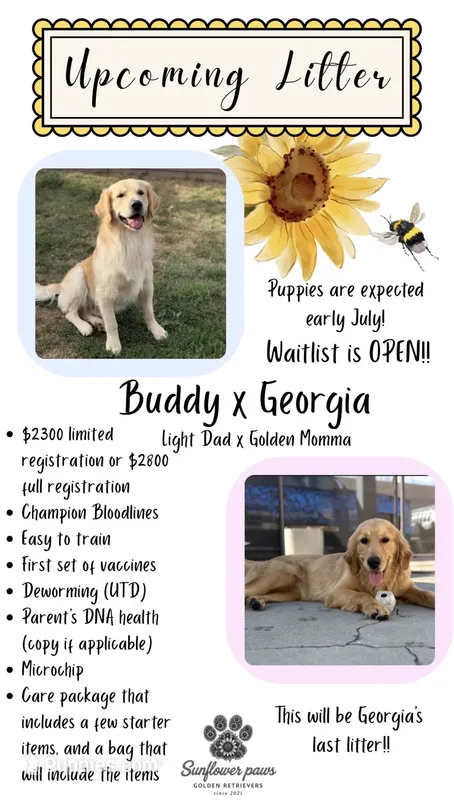 Coming soon  – Golden Retriever puppy for sale in Chino, CA
