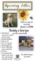 Coming soon , a female Golden Retriever for sale in Chino, CA – 1 of 1