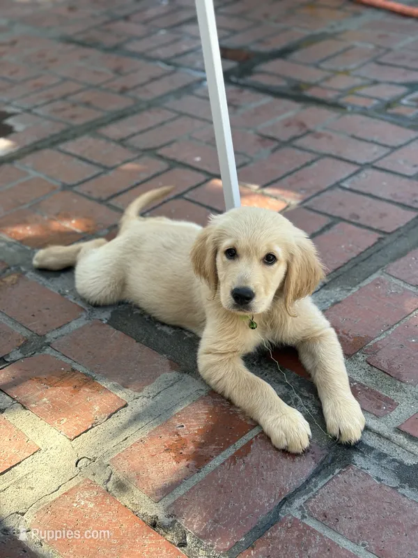 AKC Lime green female  – Golden Retriever puppy for sale in Chino, CA