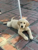 AKC Lime green female , a female Golden Retriever for sale in Chino, CA – 1 of 4
