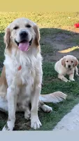 Light pink, a female Golden Retriever for sale in Chino, CA – 4 of 10