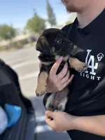 Female chi mix 4, a female Chihuahua for sale in Chino, CA – Photo 2 of 3