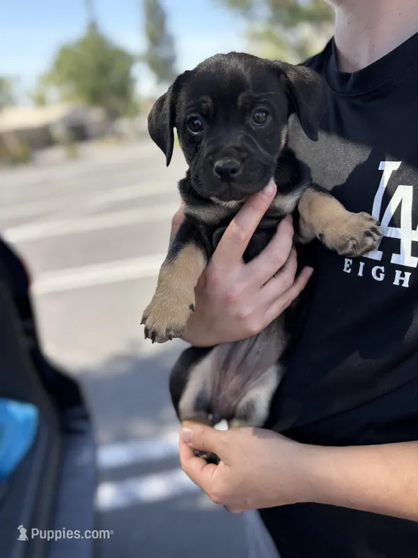 Female chi mix 4 – Chihuahua puppy for sale in Chino, CA