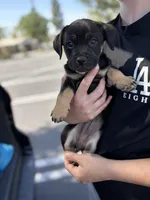 Female chi mix 4, a female Chihuahua for sale in Chino, CA – Photo 1 of 3
