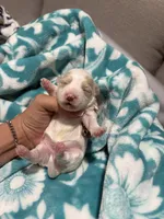Male (beautiful coat) small , a male Maltipoo and Shihpoo for sale in Chino, CA – 1 of 9