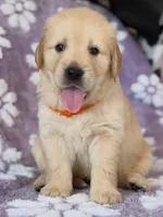 Blue  (read description), a  Golden Retriever for sale in Chino, CA – 7 of 10