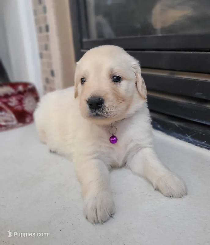 AKC purple female – Golden Retriever puppy for sale in Chino, CA