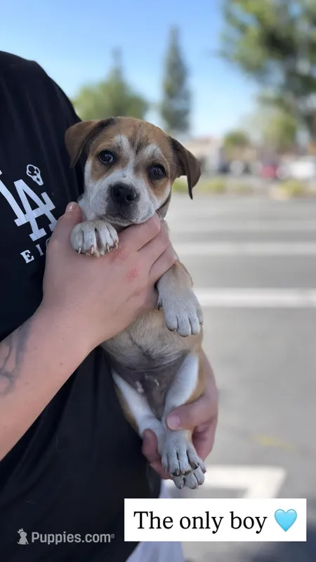 Male chihuahua mix – Chihuahua puppy for sale in Chino, CA