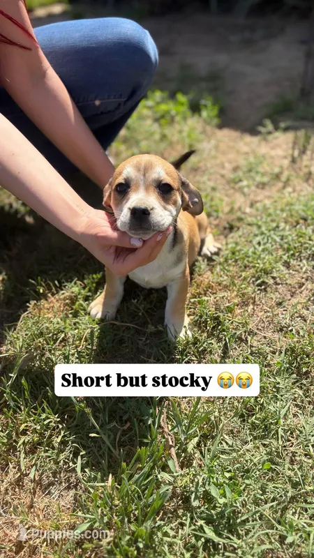 Male chihuahua mix – Chihuahua puppy for sale in Chino, CA