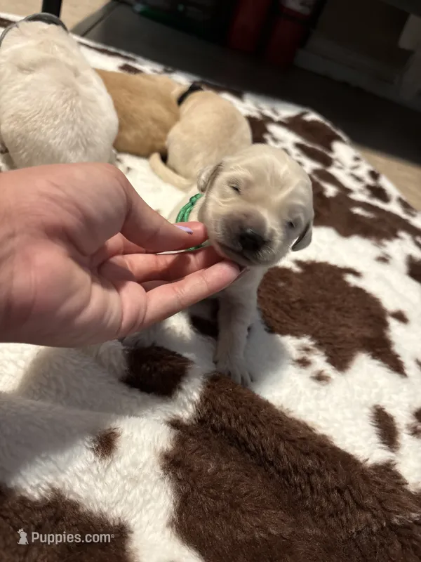 Green band  – Golden Retriever puppy for sale in Chino, CA