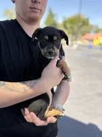 Female chi mix 5, a female Chihuahua for sale in Chino, CA – Photo 2 of 3