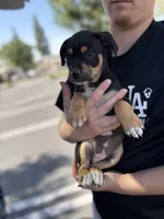 Female chi mix 5, a female Chihuahua for sale in Chino, CA – Photo 1 of 3