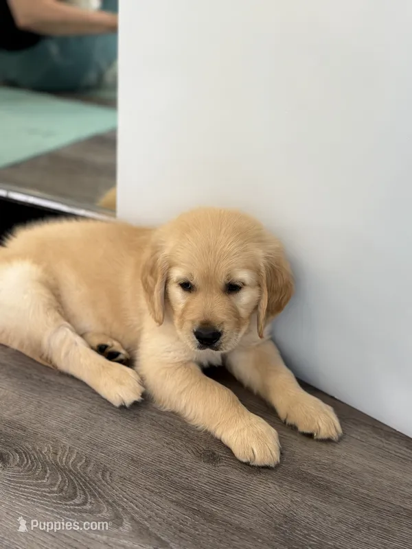 Blue  (read description) – Golden Retriever puppy for sale in Chino, CA