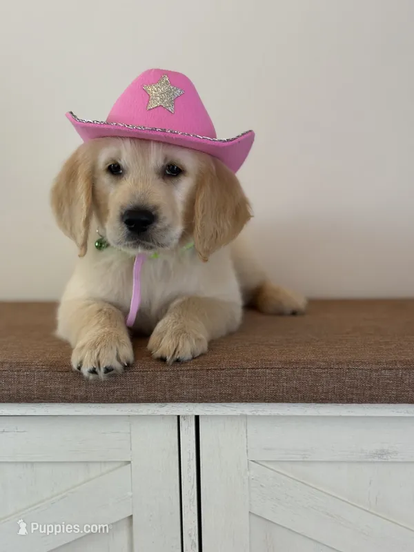 Lime green female  – Golden Retriever puppy for sale in Chino, CA