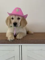 Lime green female , a female Golden Retriever for sale in Chino, CA – 3 of 4