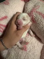 male white w/ brown patches, a male Maltipoo and Shihpoo for sale in Chino, CA – 3 of 10
