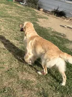 AKC purple female, a female Golden Retriever for sale in Chino, CA – 6 of 6