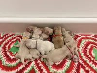Burgundy band , a female Golden Retriever for sale in Chino, CA – 3 of 9
