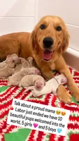 AKC Lime green (OFA & genetic) , a female Golden Retriever for sale in Chino, CA – 3 of 3