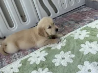 Neon green (lime green), a female Golden Retriever for sale in Chino, CA – 4 of 7