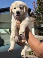 Purple , a female Golden Retriever for sale in Chino, CA – 3 of 4