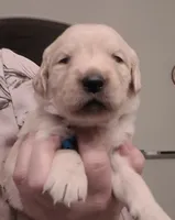 AKC blue male, a male Golden Retriever for sale in Chino, CA – 1 of 5