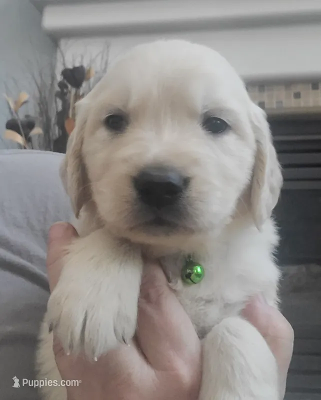 AKC Green male  – Golden Retriever puppy for sale in Chino, CA