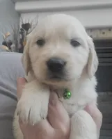 AKC Green male , a male Golden Retriever for sale in Chino, CA – 1 of 9