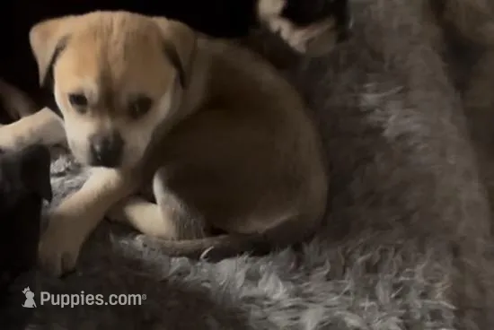 Female 3 chi mix – Chihuahua puppy for sale in Chino, CA