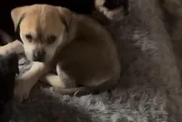 Female 3 chi mix, a female Chihuahua for sale in Chino, CA – Photo 1 of 2