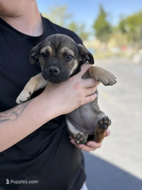 Female 3 chi mix – Chihuahua puppy for sale in Chino, CA