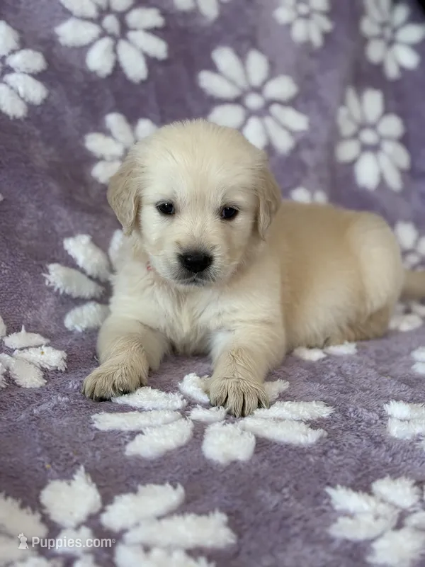 Pink band  – Golden Retriever puppy for sale in Chino, CA