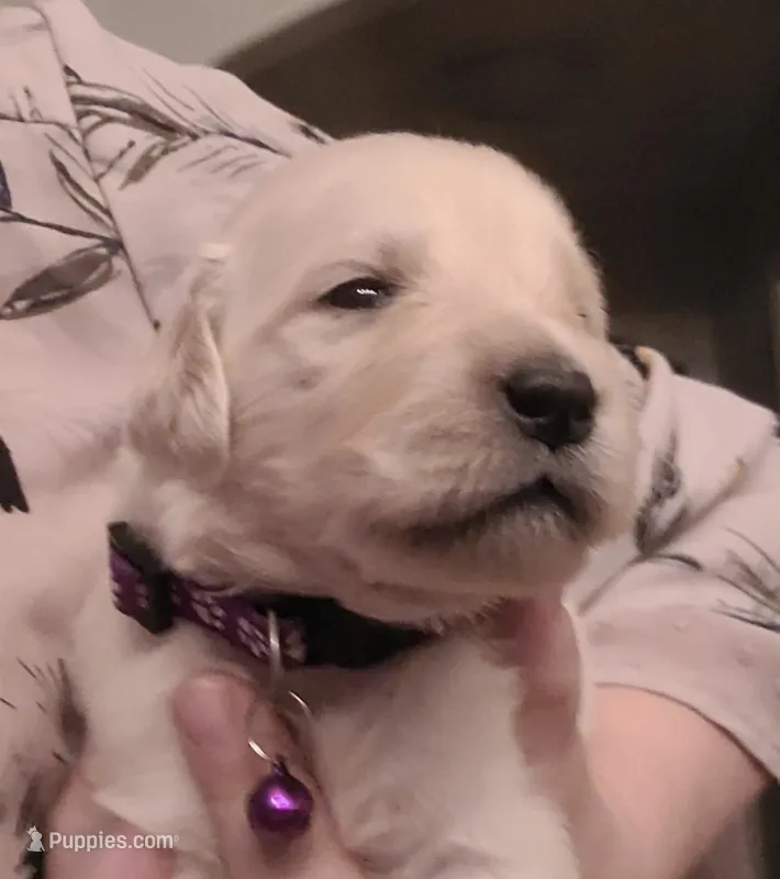 AKC purple female – Golden Retriever puppy for sale in Chino, CA