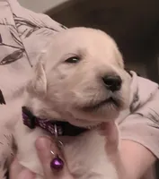 AKC purple female, a female Golden Retriever for sale in Chino, CA – 1 of 6