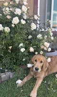 Coming soon (read description), a female Golden Retriever for sale in Chino, CA – 4 of 10