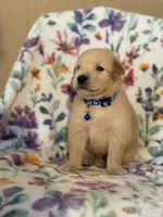 Blue collar , a male Golden Retriever for sale in Chino, CA – Photo 2 of 7