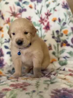 Blue collar , a male Golden Retriever for sale in Chino, CA – Photo 3 of 7