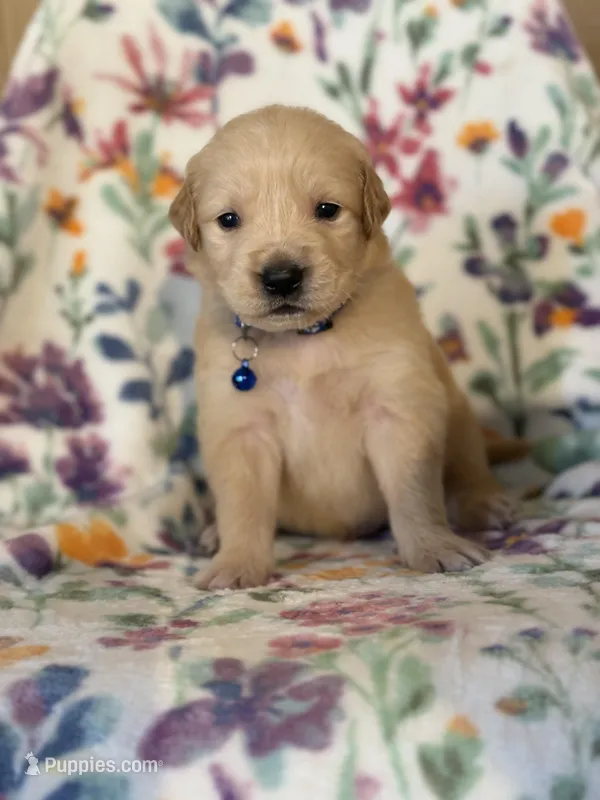 Blue collar , a male Golden Retriever for sale in Chino, CA – Photo 1 of 7