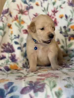 Blue collar , a male Golden Retriever for sale in Chino, CA – Photo 4 of 7
