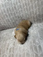 Blue collar , a male Golden Retriever for sale in Chino, CA – Photo 2 of 2