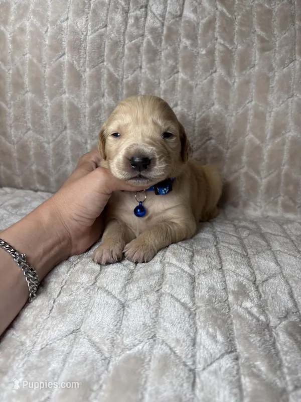 Blue collar  – Golden Retriever puppy for sale in Chino, CA