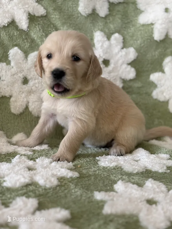 Lime green band  – Golden Retriever puppy for sale in Chino, CA