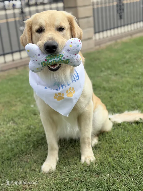 Blue  (read description) OFA/genetic tested  – Golden Retriever puppy for sale in Chino, CA