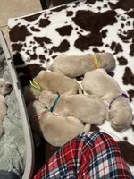 Light blue band, a female Golden Retriever for sale in Chino, CA – 2 of 2