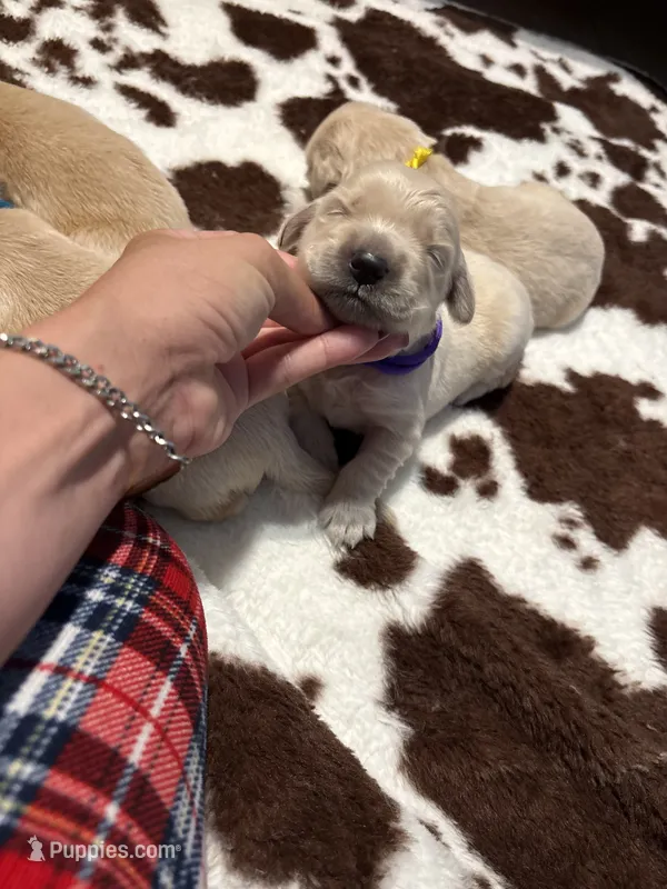 Purple band  – Golden Retriever puppy for sale in Chino, CA