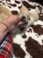 Purple band , a female Golden Retriever for sale in Chino, CA – 1 of 9