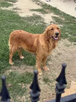 Light pink, a female Golden Retriever for sale in Chino, CA – 7 of 7