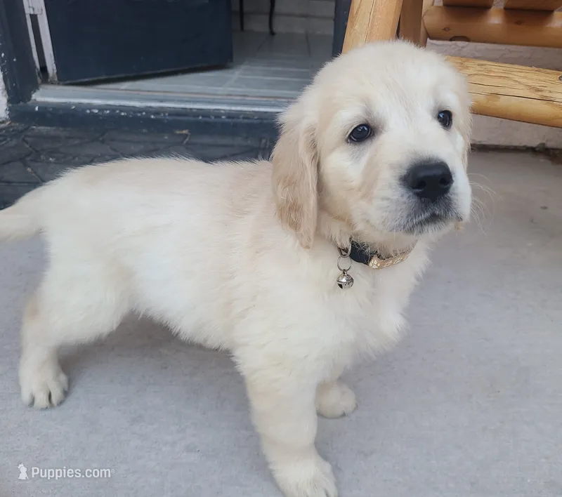 AKC yellow female – Golden Retriever puppy for sale in Chino, CA