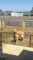 Blue  (read description), a  Golden Retriever for sale in Chino, CA – 4 of 10