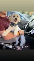 male white w/ brown patches, a male Maltipoo and Shihpoo for sale in Chino, CA – 10 of 10